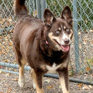 Gypsum, Mixed Breed (Large), adult, available for adoption