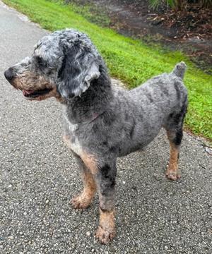 Boomer, Australian Shepherd/Poodle, adult, available for adoption