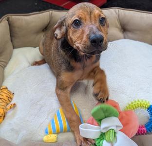 Clover-Sweet 4 mo old Puppy!, Black Mouth Cur/Mixed Breed, puppy, available for adoption
