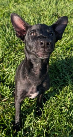 Goose-Fur Coated Xolo Puppy!, Xoloitzcuintle/Mexican Hairless, puppy, available for adoption