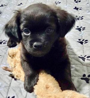 Marley-Adorable Fluffy Chi Puppy!, Chihuahua/Mixed Breed, puppy, available for adoption