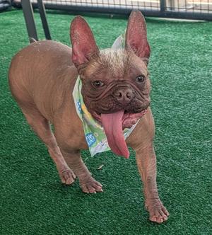 A hairless French bulldog wearing a bandana, standing on a green artificial turf surface with its tongue out.