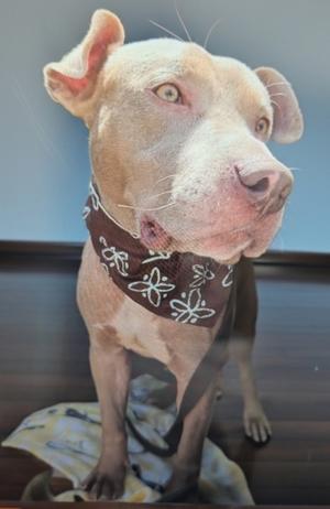 A light-colored dog with a brown bandana with white floral patterns is looking to the right.