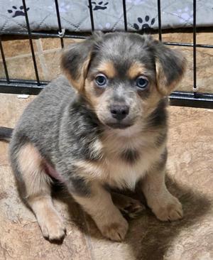 Lilo-Fluffy Chi Mix Puppy!, Chihuahua/Pomeranian, puppy, available for adoption