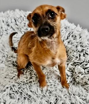Bao Bao-5mo Old Puppy!, Chihuahua, puppy, available for adoption