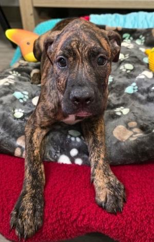 Arashi-4 mo Old Puppy!, Plott Hound/Mountain Cur, puppy, available for adoption