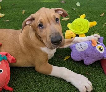 Amstel-4 mo Old Puppy!, Rhodesian Ridgeback/Black Mouth Cur, puppy, available for adoption