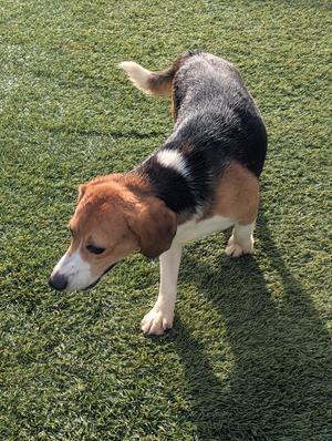 A Beagle standing on green artificial turf.