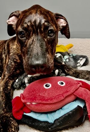 Dushi-4mo Old Puppy, Plott Hound/Mountain Cur, puppy, available for adoption