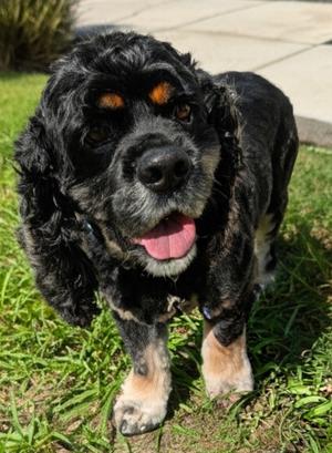 Coco-AKC registered!, Cocker Spaniel, adult, available for adoption