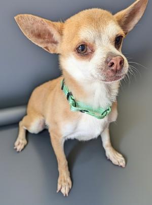 A small brown and white chihuahua dog wearing a green collar, sitting on a gray surface.