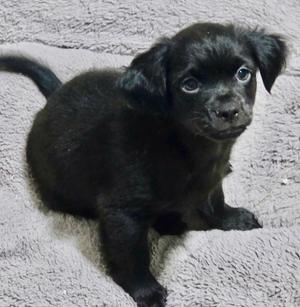 Luki-Adorable Fluffy Chi Puppy!, Chihuahua/Pomeranian, puppy, available for adoption