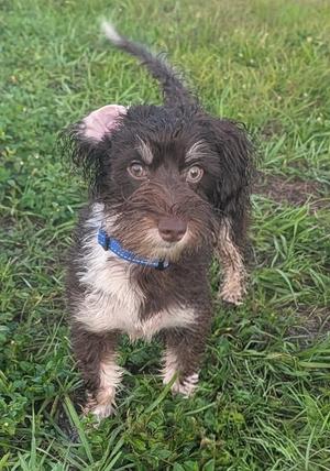 A small, shaggy dog with a brown and white coat stands on a grassy area. The dog has a blue collar and is looking directly at the camera with its ears perked up.
