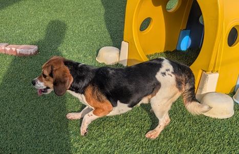 Bongo-Ridgelan Beagle Ready For a Home!, Beagle, adult, available for adoption