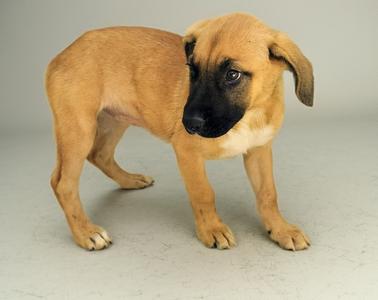 Arabella-8mo Old Puppy!, Black Mouth Cur/Mixed Breed, young, available for adoption