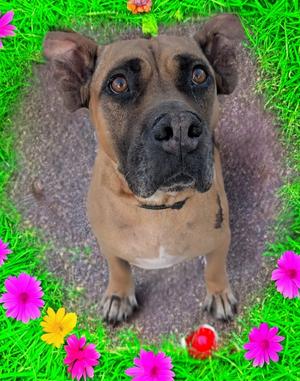 Lady-Very Sweet - Fee Sponsored!, Boxer/Bullmastiff, adult, available for adoption