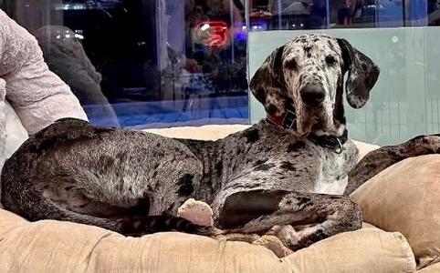 Hope - Gentle Big Girl!, Great Dane, adult, available for adoption