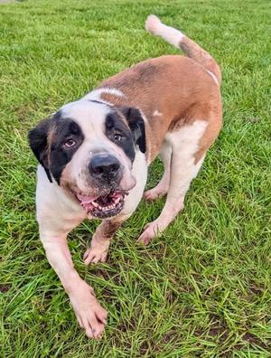 Benji-Gentle, Friendly St Bernard!, Saint Bernard St. Bernard, adult, available for adoption