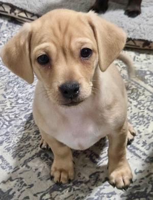 a small brown puppy sitting on a patterned rug