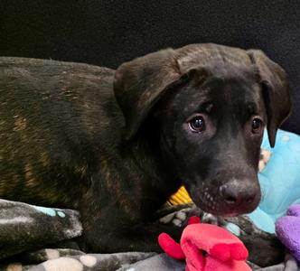 Balashi-4 mo Old Puppy!, Plott Hound/Mountain Cur, puppy, available for adoption