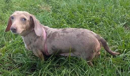 Angel-15lb 3yo Doxie!, Dachshund, adult, available for adoption