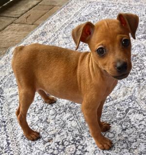 Dipsy-Tiny Chi Puppy!, Chihuahua, puppy, available for adoption