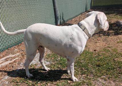 Bonez-Gentle Deaf Dogo- Fee Sponsored!, Dogo Argentino/American Bulldog, adult, available for adoption