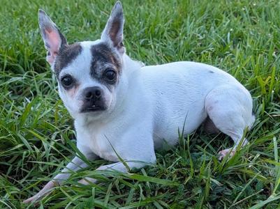 Bonnie-11 lb girl!, Boston Terrier/Chihuahua, adult, available for adoption