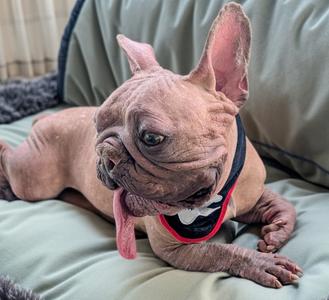 Barney-Hairless Frenchie!, French Bulldog/Chinese Crested Dog, adult, available for adoption
