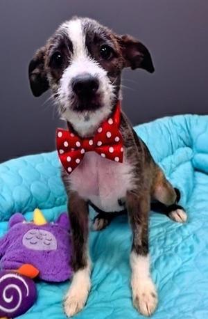 Khalisie-6mo Old Puppy!, Parson Russell Terrier/German Wirehaired Pointer, puppy, available for adoption