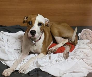 Holly-Wonderful Tripod Girl!, American Bulldog, young, available for adoption