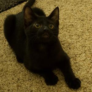 Stanley, kitten, available for adoption