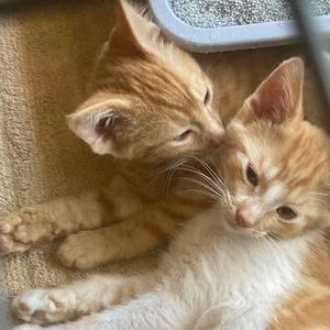 Pete (Bonded with Oppie), kitten, available for adoption