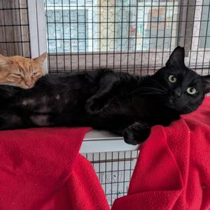 Panther, adult, available for adoption