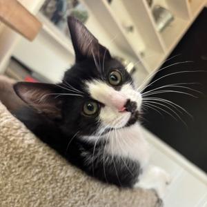Buckley, kitten, available for adoption