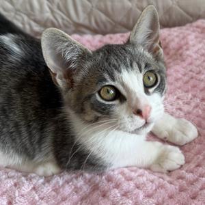 Marshall (bonded with Rocky), kitten, available for adoption