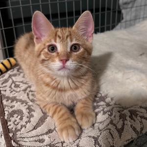 Lil Mac, kitten, available for adoption