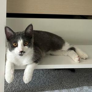 Canyon, kitten, available for adoption
