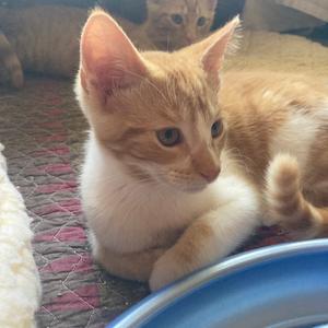A close-up of a light orange and white kitten lying on a patterned blanket, with another kitten partially visible in the background.