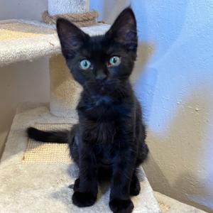 Dahlia, kitten, available for adoption