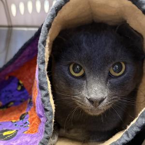 Smokey, young, available for adoption