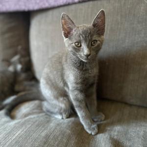 A small grey kitten with alert ears sitting on a grey fabric couch.
