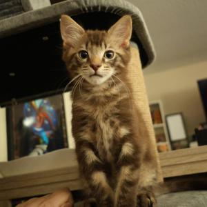 Oliver, kitten, available for adoption