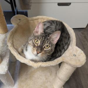FF: Cap'n Crunch, senior, available for adoption