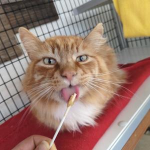 Mango, adult, available for adoption