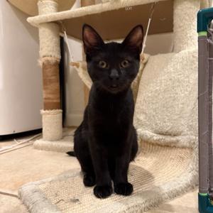 Snap Dragon, kitten, available for adoption