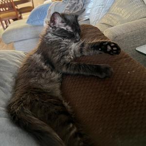 Reba, kitten, available for adoption