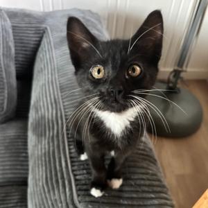 Bristol, kitten, available for adoption