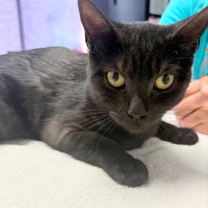 Miss Honey, adult, available for adoption