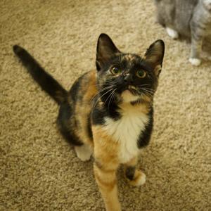 A tortoiseshell cat with black, orange, and white fur is sitting on a beige carpet. The cat has large, expressive eyes and is looking directly at the camera. Its ears are perked up, and its tail is extended behind it. In the background, another cat with gray fur is partially visible.